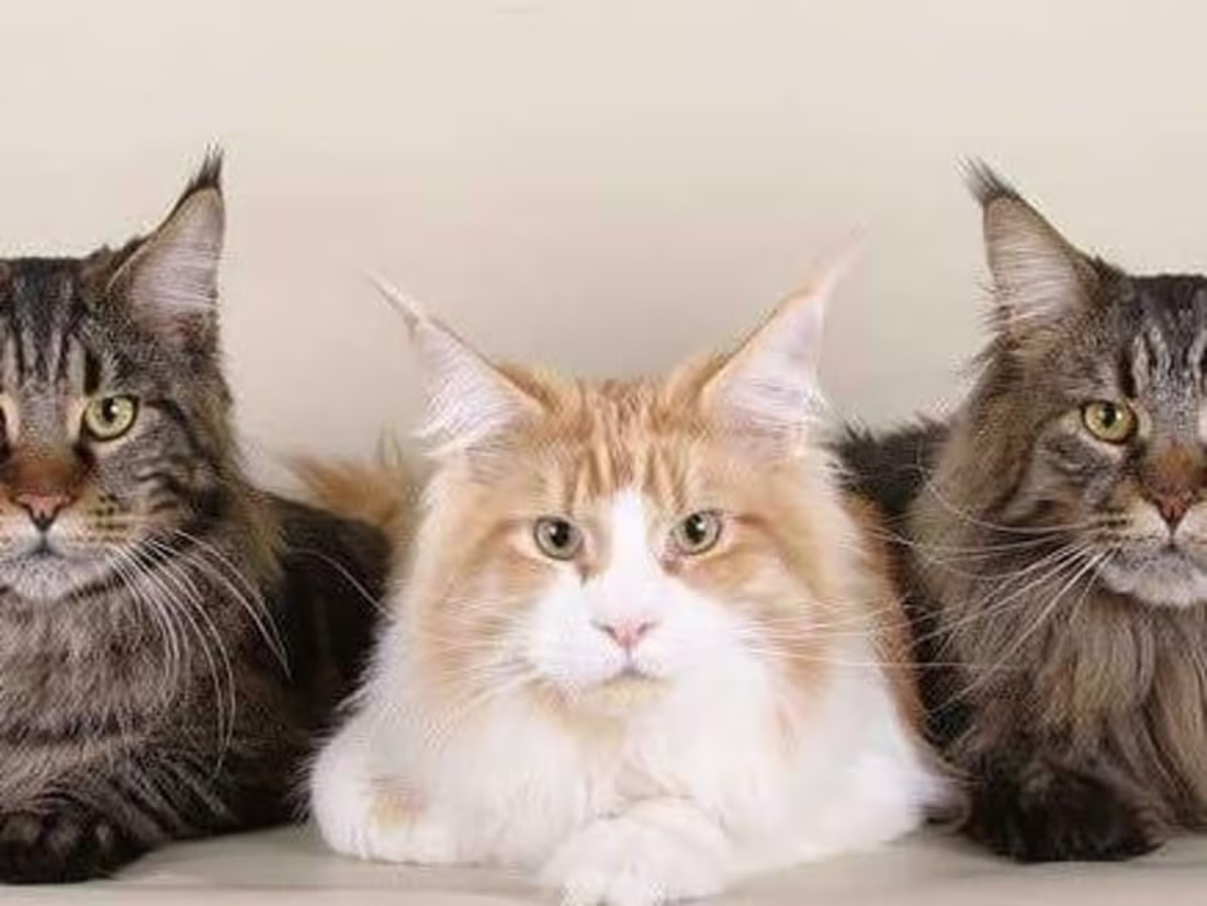 Cover image for Maine Coon Companion - All about Maine Coon Cats and Kittens
