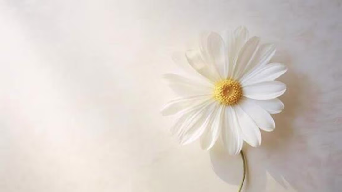 Cover image for GRAPHIC  DESIGNE