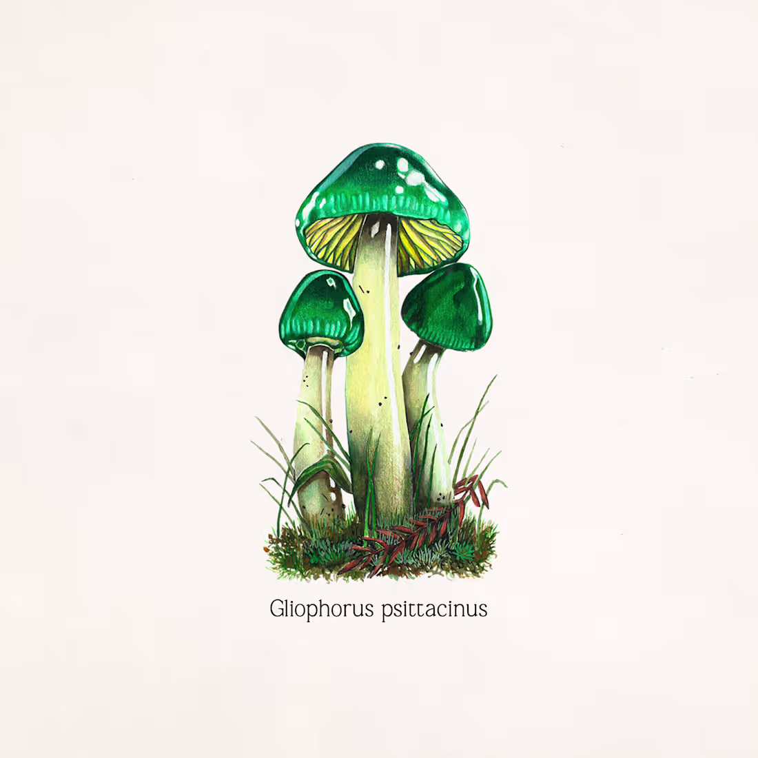 Cover image for Naturalist illustration in color.