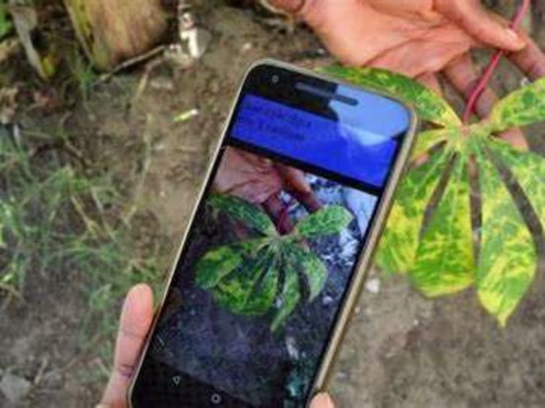Cover image for Dill Plant Disease Detection