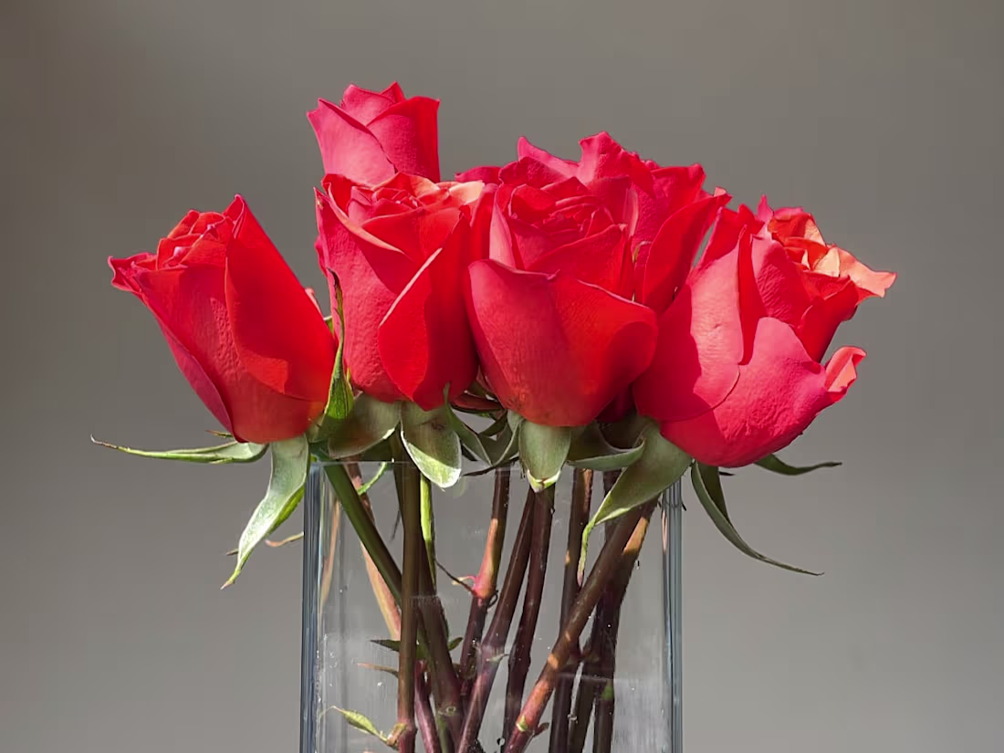 Cover image for Flowers