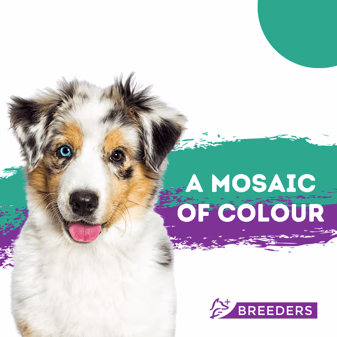 Cover image for Social Media Graphics | Vet Business
