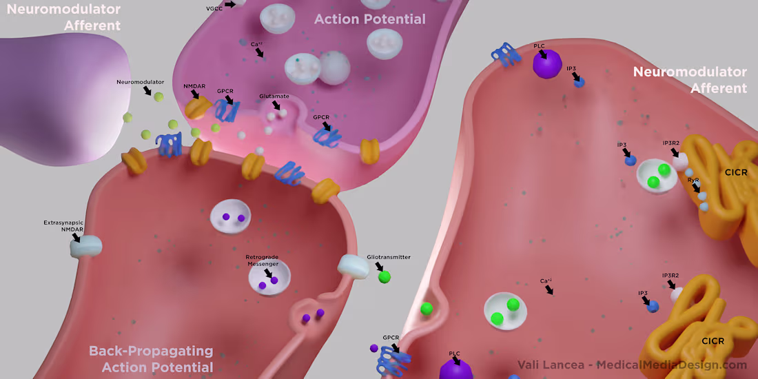 Cover image for Synaptic Process Visualization for Education