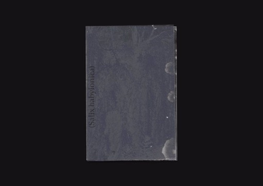Cover image for Salix babylonica
