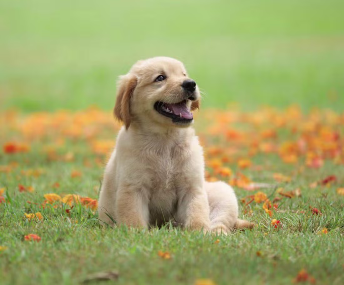 Cover image for A good landing page for pet store