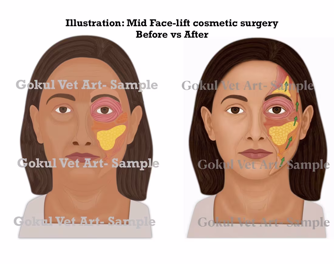 Cover image for Medical Anatomy Illustration