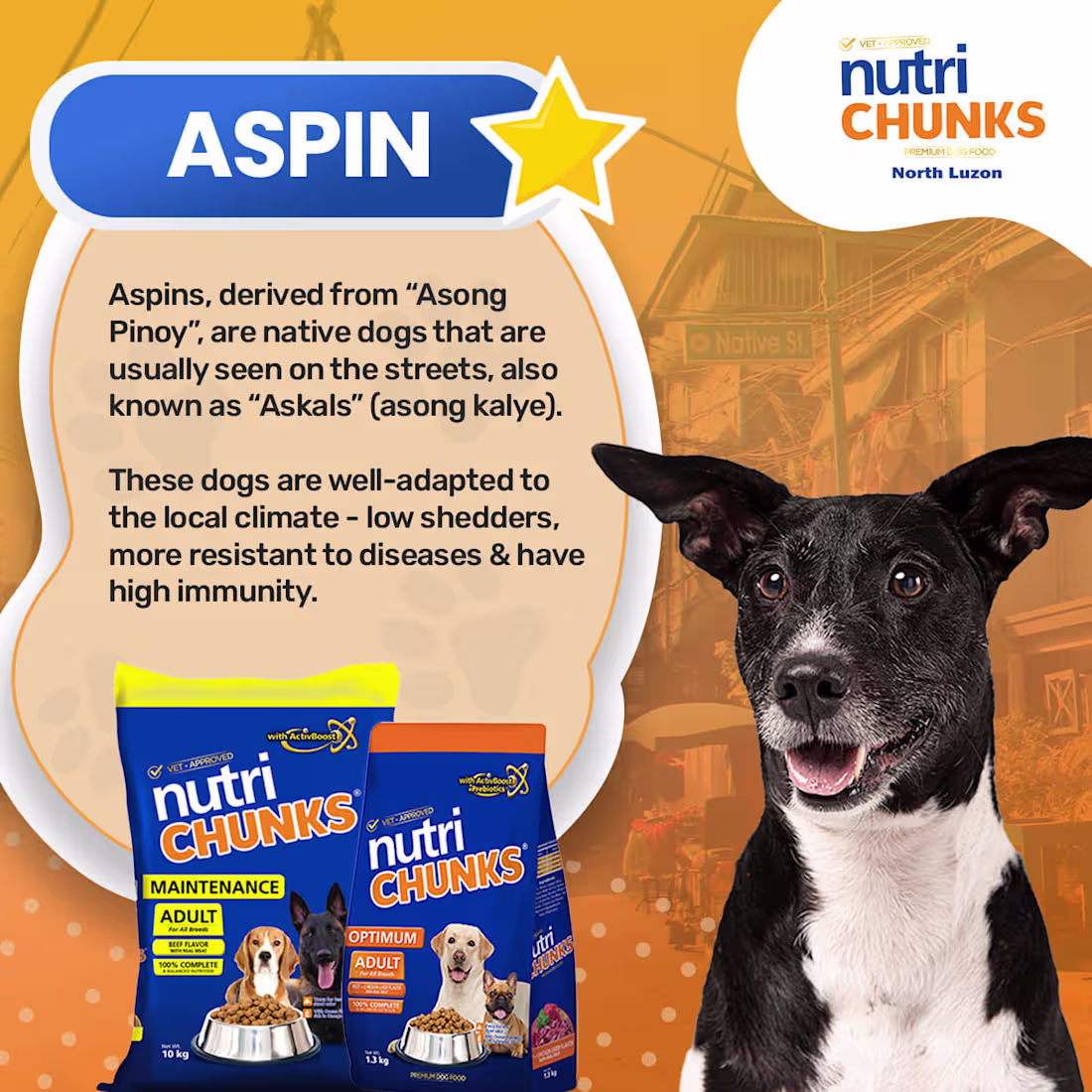 Cover image for Aspin 
