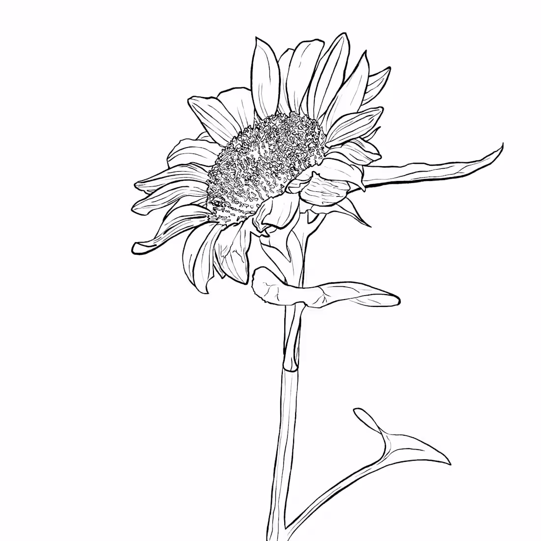Cover image for Black & White illustrations