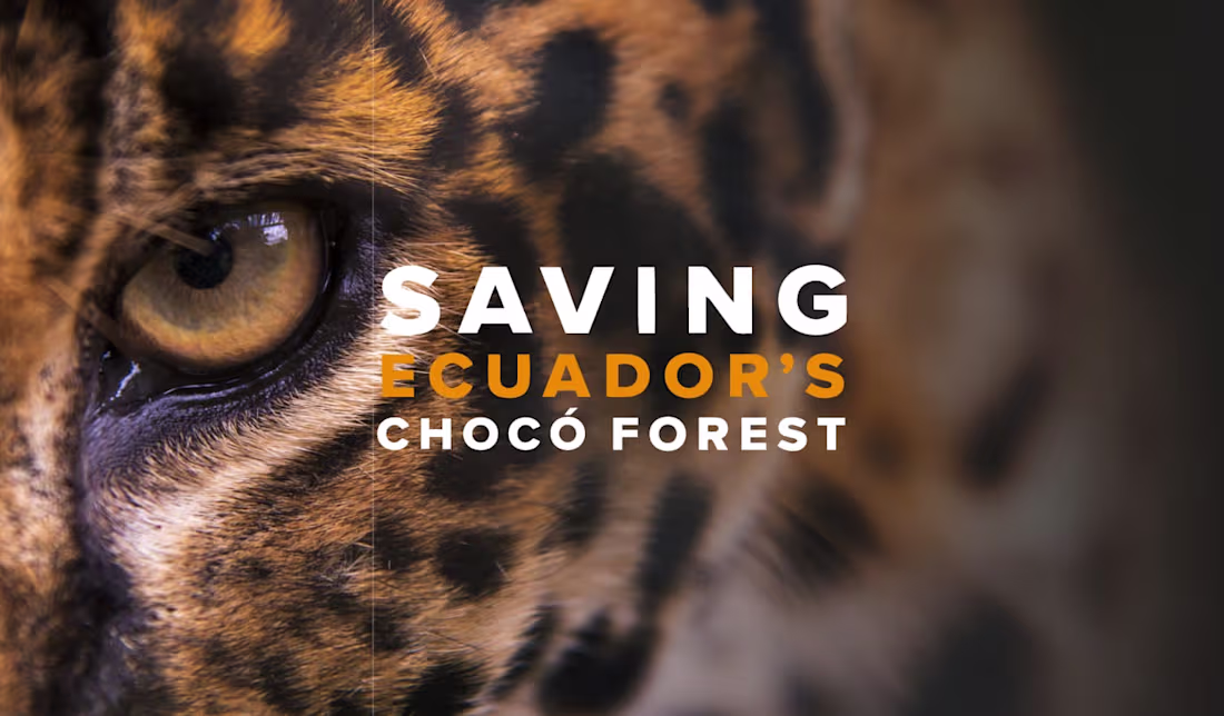 Cover image for Crafting an incredibly successful brand for a wildlife charity