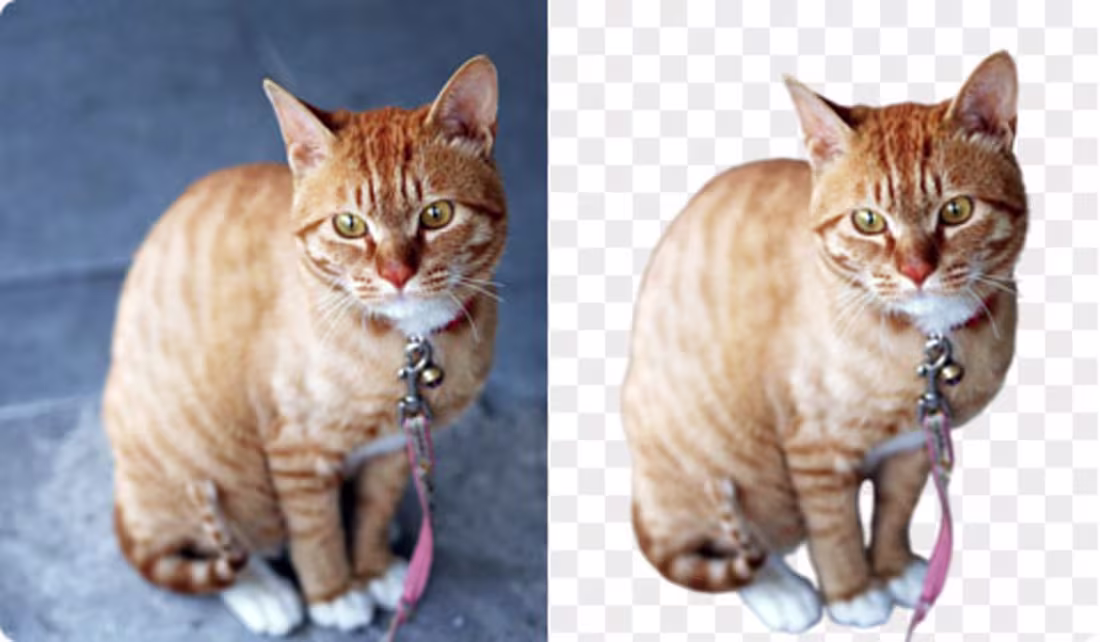 Cover image for Professional background removal and subject