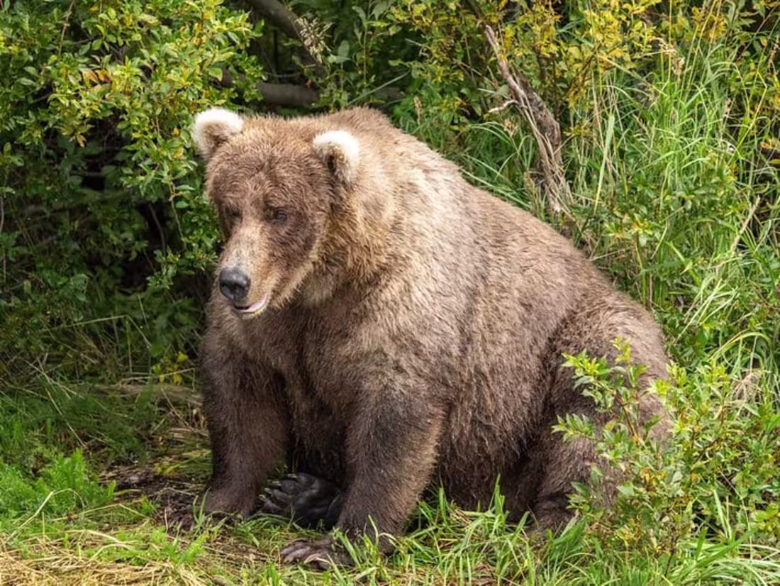 Cover image for How the Bears at Alaska’s Katmai National Park Became Celebriti…