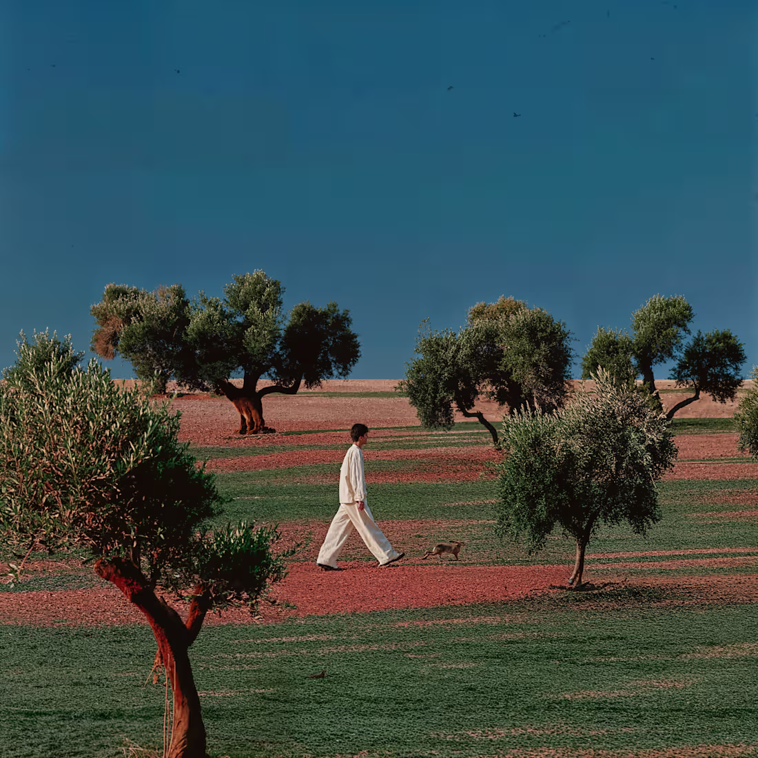 Cover image for The Human Hamlet They don’t know if it’s destination or dist...