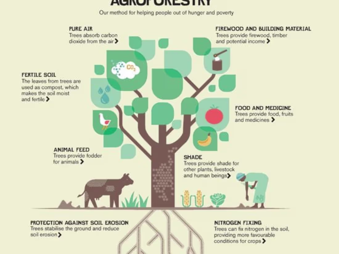 Cover image for Agroforestry for Paper industry in India