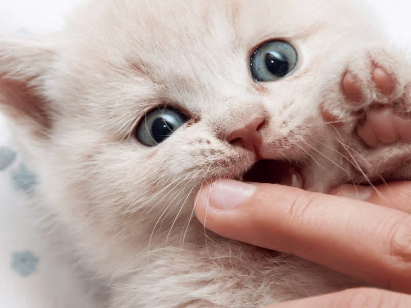 Cover image for Blog: Tired of Kitten Biting? Here's How to Put an End to It 