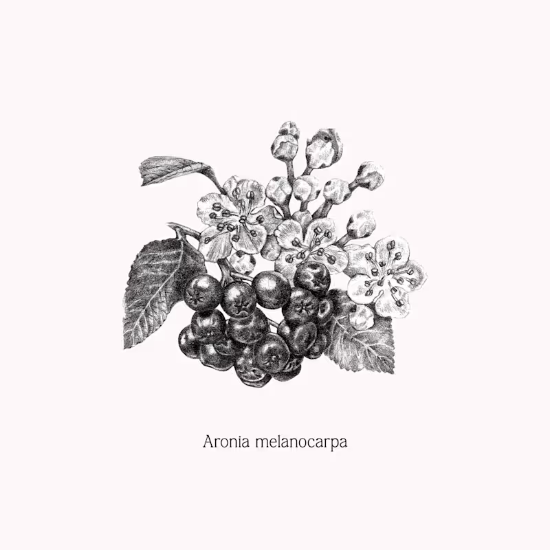 Cover image for A collection of botanical illustrations