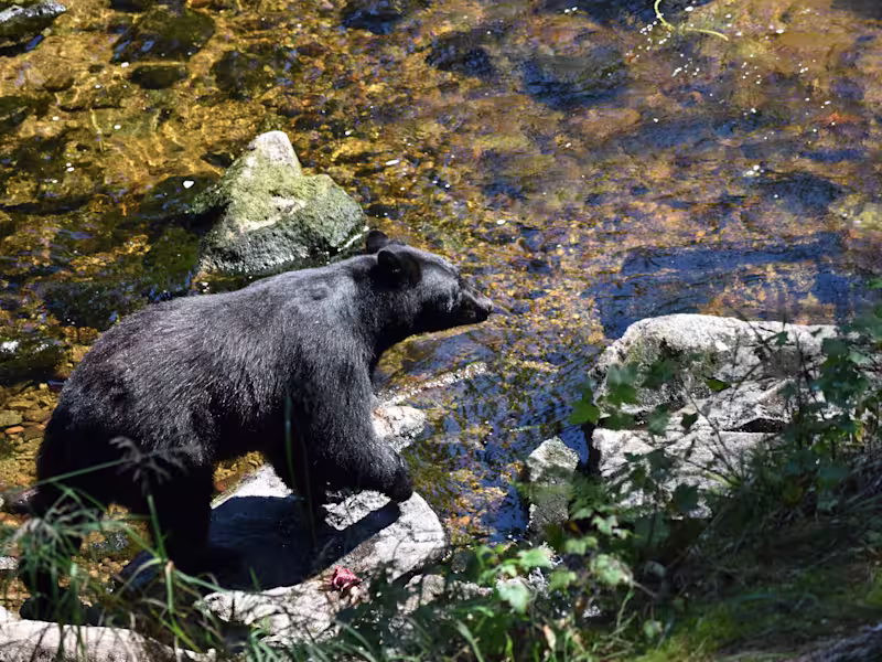 Cover image for Behind the Lens: In Alaska, Wrangell’s Alluring Black Bears - D…
