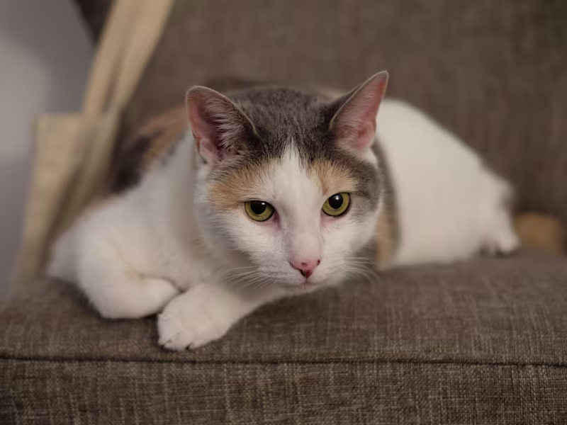 Cover image for Cats.com Content Management