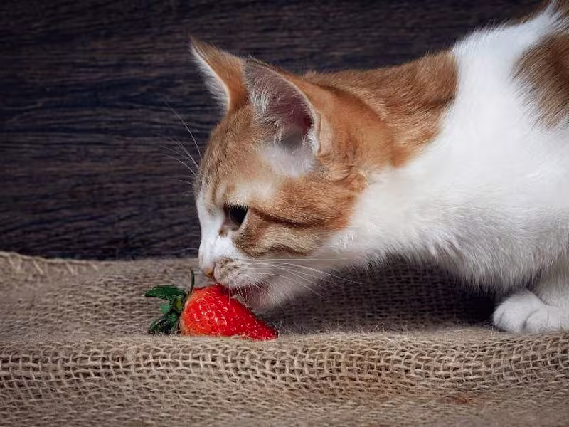 Cover image for Antioxidants for Cats: Benefits and Usage