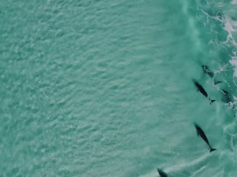 Cover image for Chill Epic Surf - Live Surf Conditions & Community