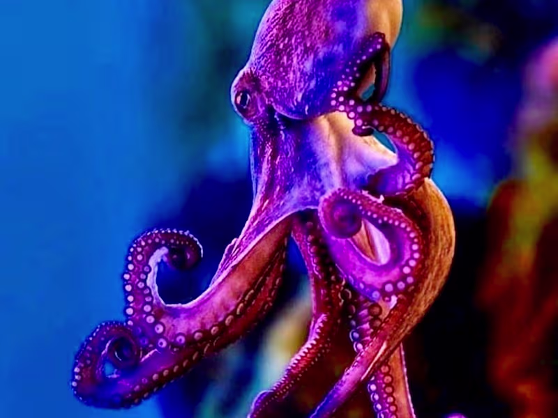 Cover image for Article on Octopuses