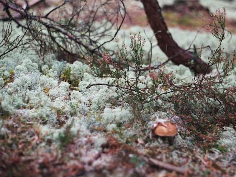 Cover image for Forests, moss, and what you find when you look down. Shot on...