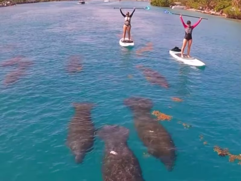 Cover image for Manatee Magic