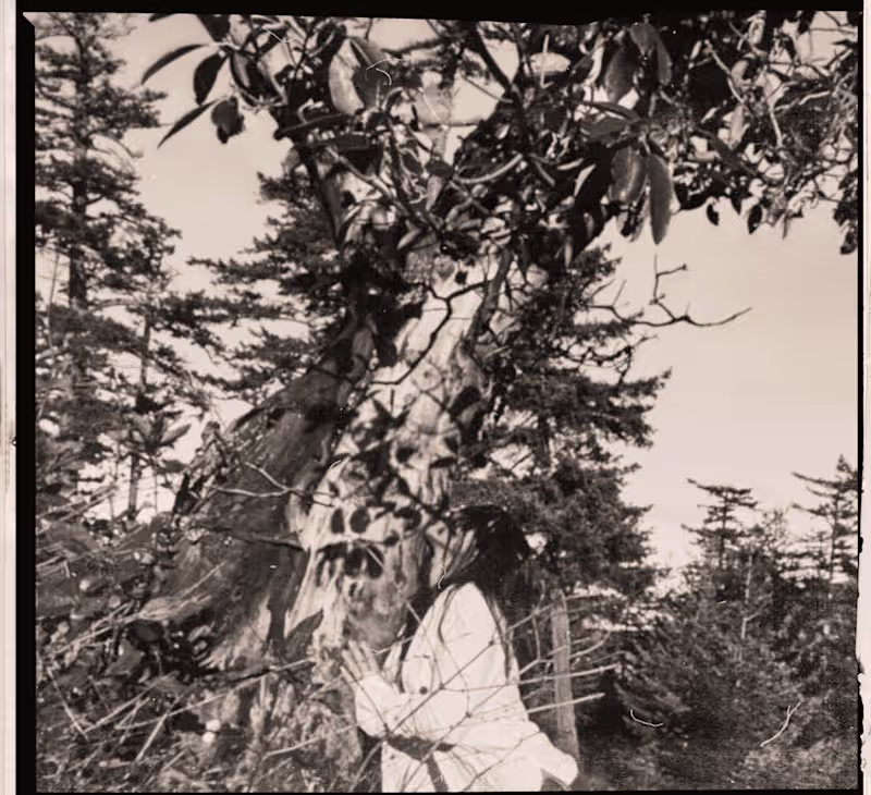 Cover image for ᯓ‎𝄞 ˎˊ˗ The Tree -