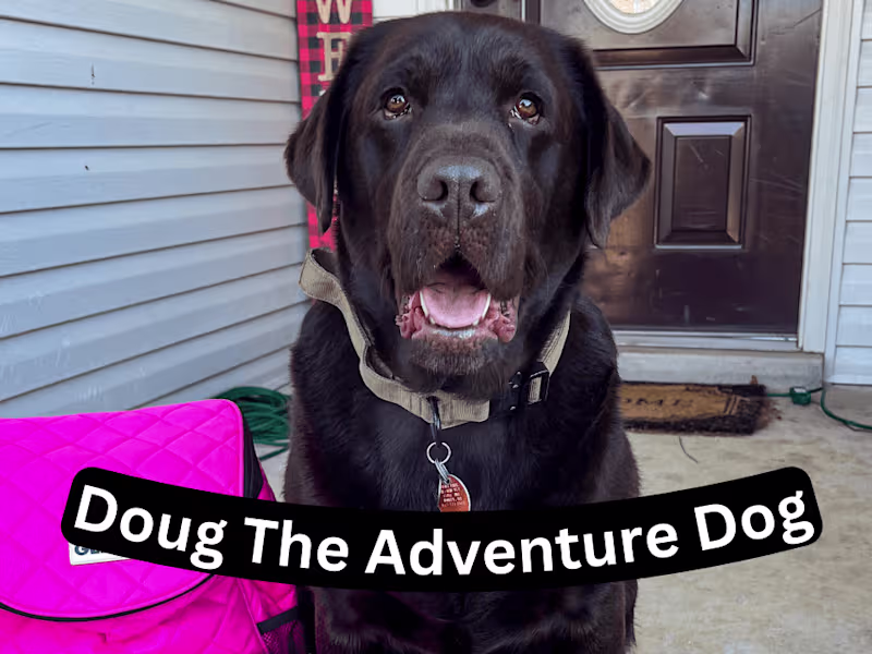 Cover image for Marketing Strategist & Video Creator for Dog Brand