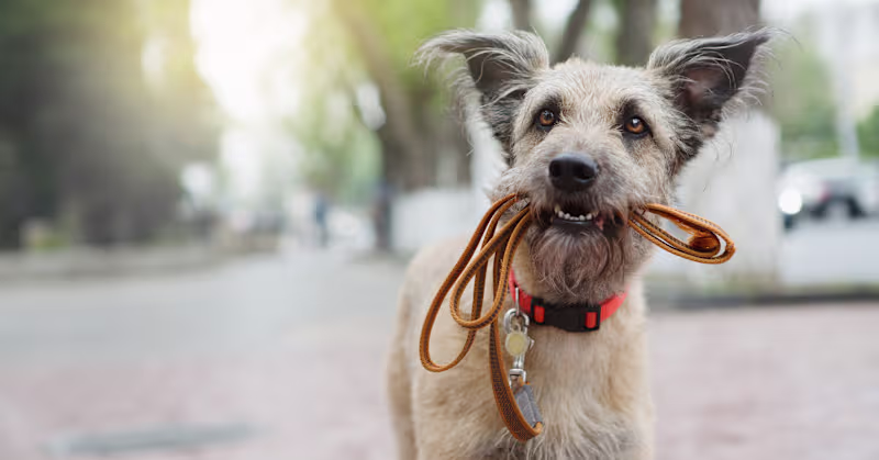 Cover image for Top 10 items every dog owner needs | KSL.com