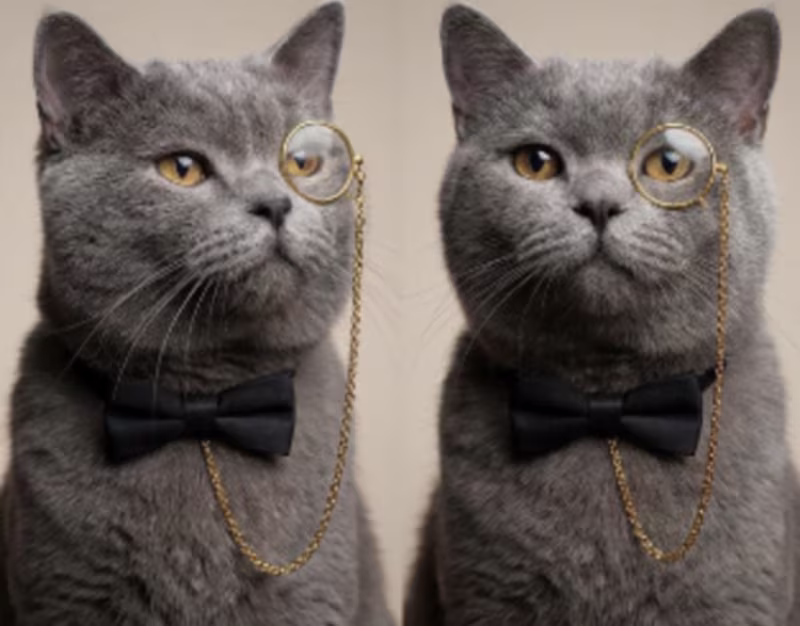 Cover image for Visual Prototyping: 5 Star Pets Brand Roster