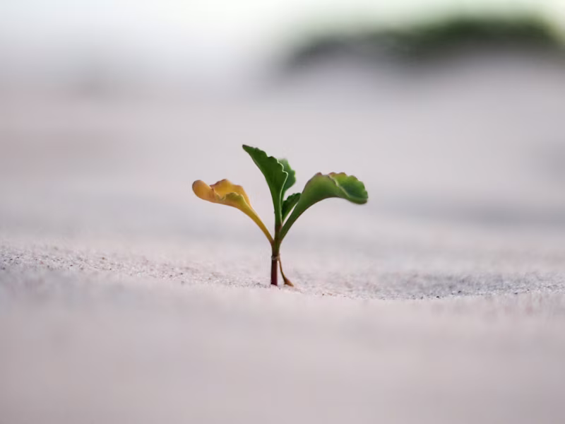 Cover image for Scaling a Tech Startup from 5 to 6 Figures