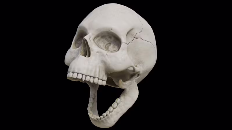 Cover image for 3D Skull Model