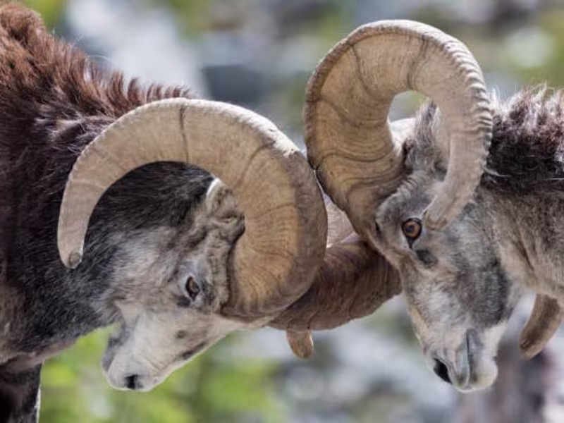 Cover image for 10 Legendary Sheep Hunting Books to Inspire You