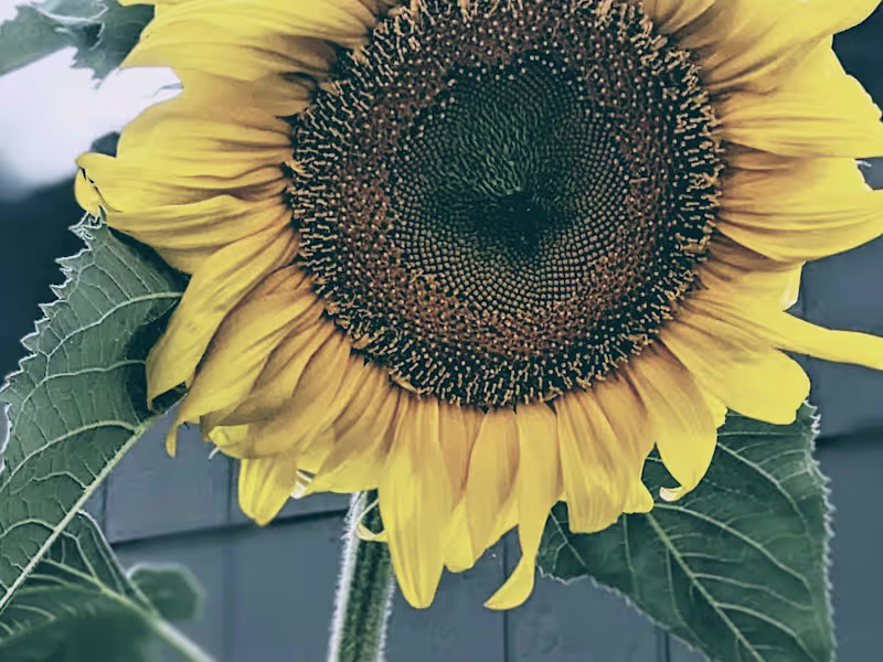Cover image for Small and general edits for photographs 