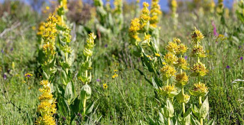 Cover image for The Magic of Herbal Bitters Blog