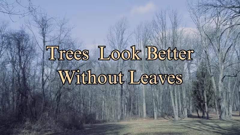 Cover image for Trees Look Better Without Leaves - YouTube