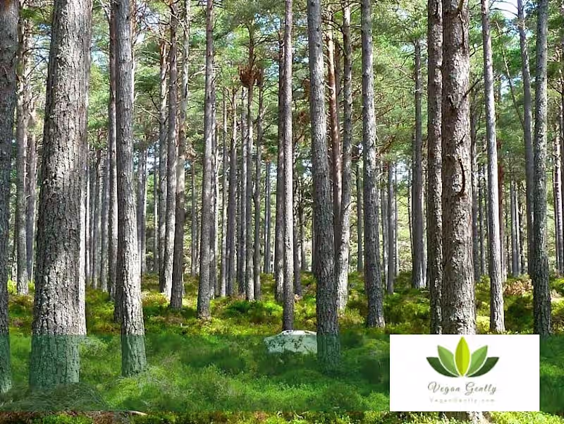 Cover image for Is a Vegan Lifestyle Better for the Environment?