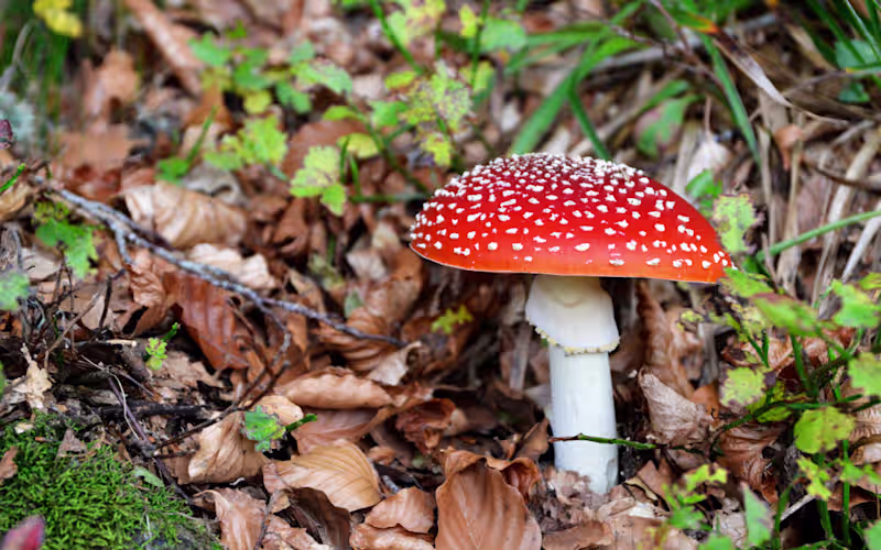 Cover image for What Are Amanita Muscaria Gummies?