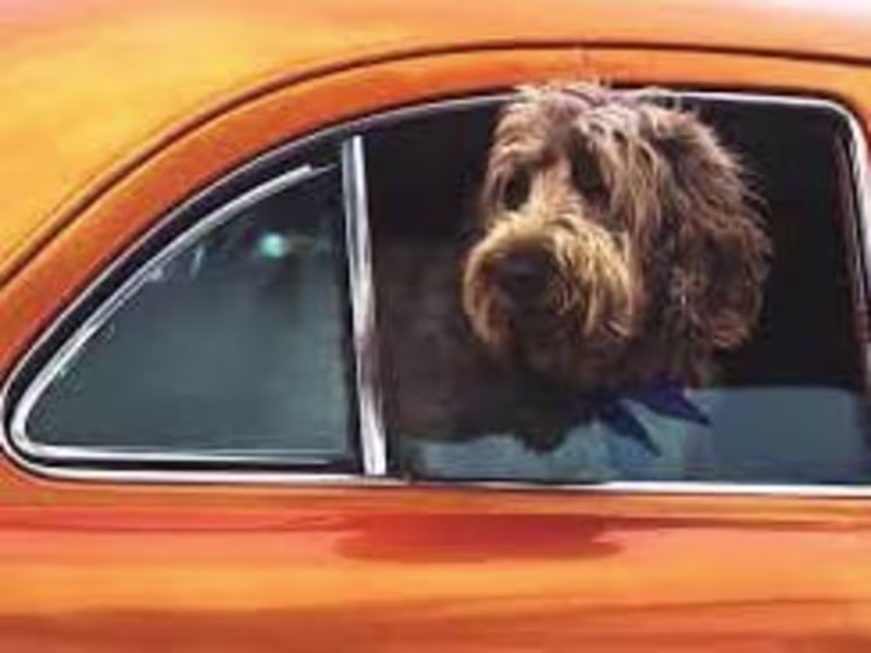 Cover image for Traveling With Your Pet On Vacation, Made Easy