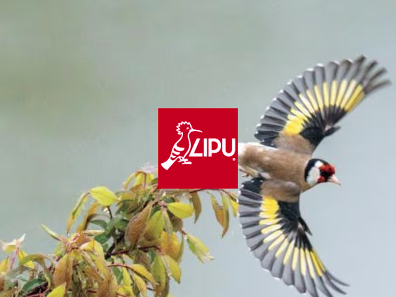 Cover image for LIPU social media strategy and visual identity