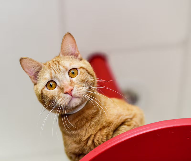 Cover image for Animal Shelter Volunteer 