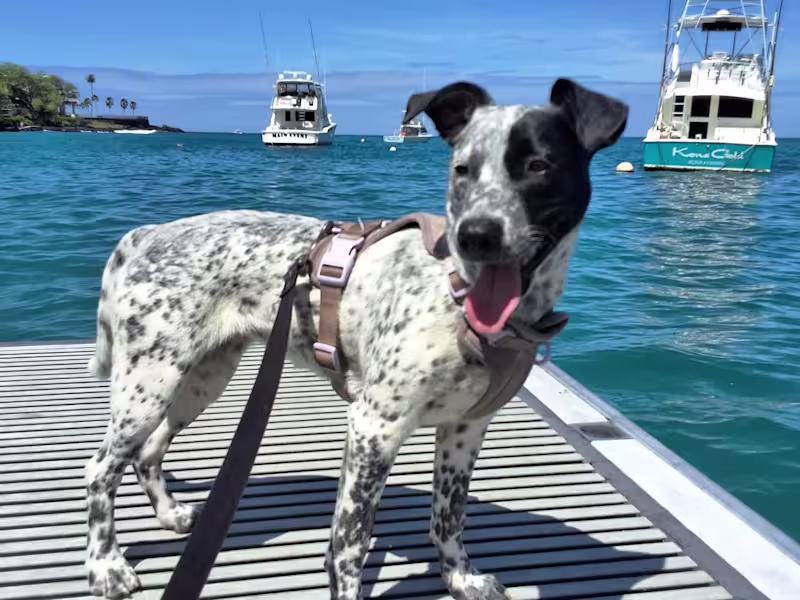 Cover image for The Aloha Pack - Social Media Content