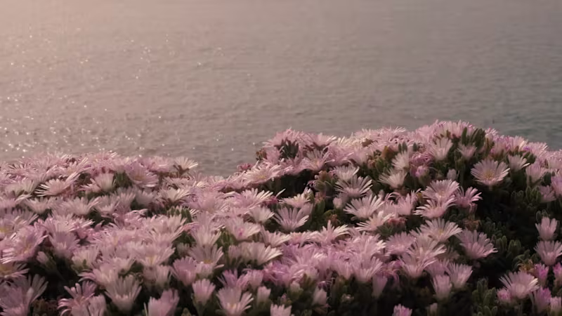 Cover image for Mélanie Notari