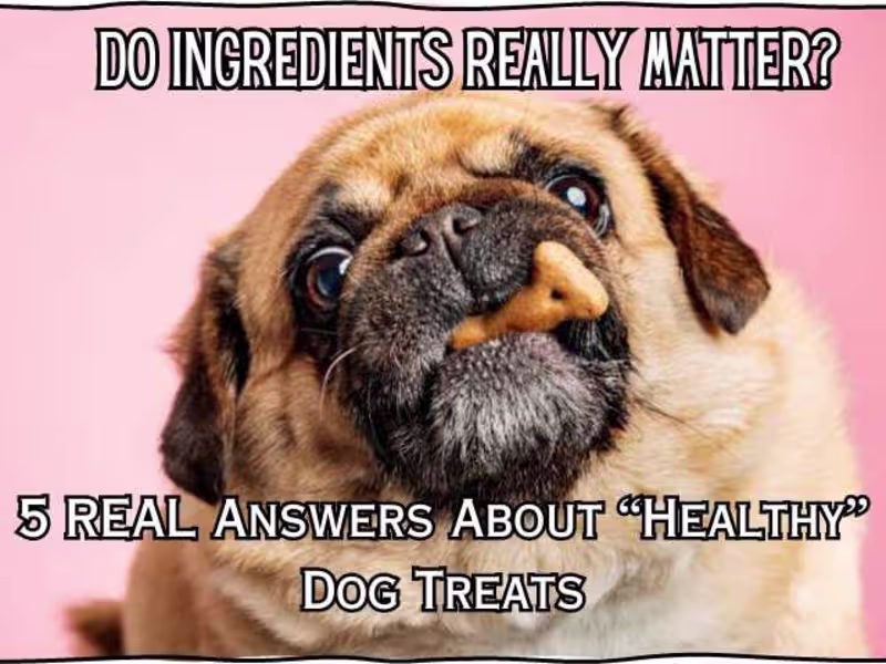 Cover image for 5 Real Answers About “Healthy” Dog Treats