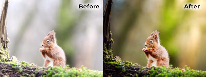 Cover image for Nature & Wildlife Color Enhancement