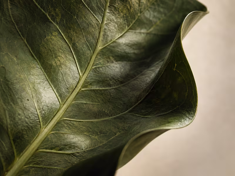 Cover image for AI Botanical Imagery — 15 Editorial Web Images