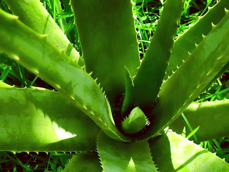 Cover image for HOW to grow ALOE VERA bigger #aloevera ‪@IAmAUnicornAlways‬ - Y…