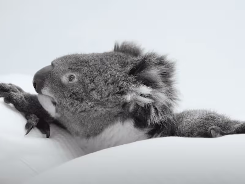 Cover image for Genero - Koala Case Study