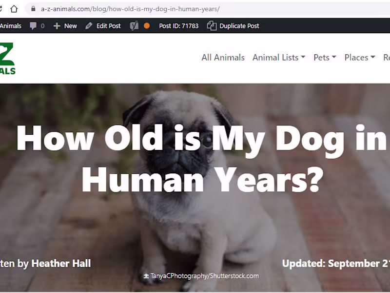 Cover image for How Old is My Dog in Human Years?