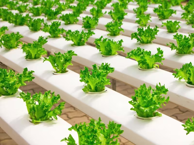 Cover image for Hydroponic Gardens: Everything You Need for Thriving Veggies